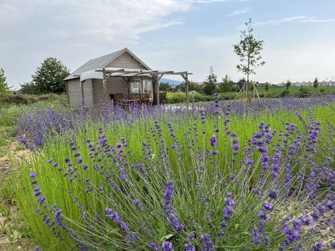 levanduľové políčko rok po výsadbe