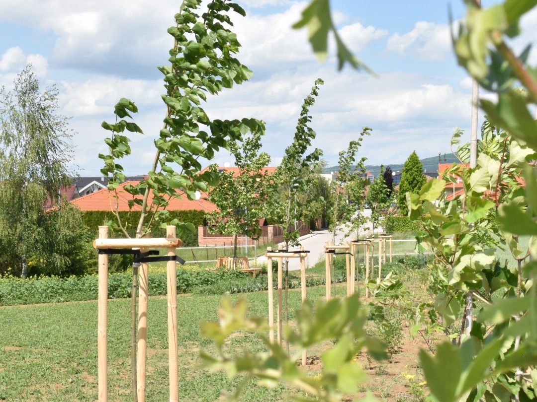 lipová alej pri vstupe